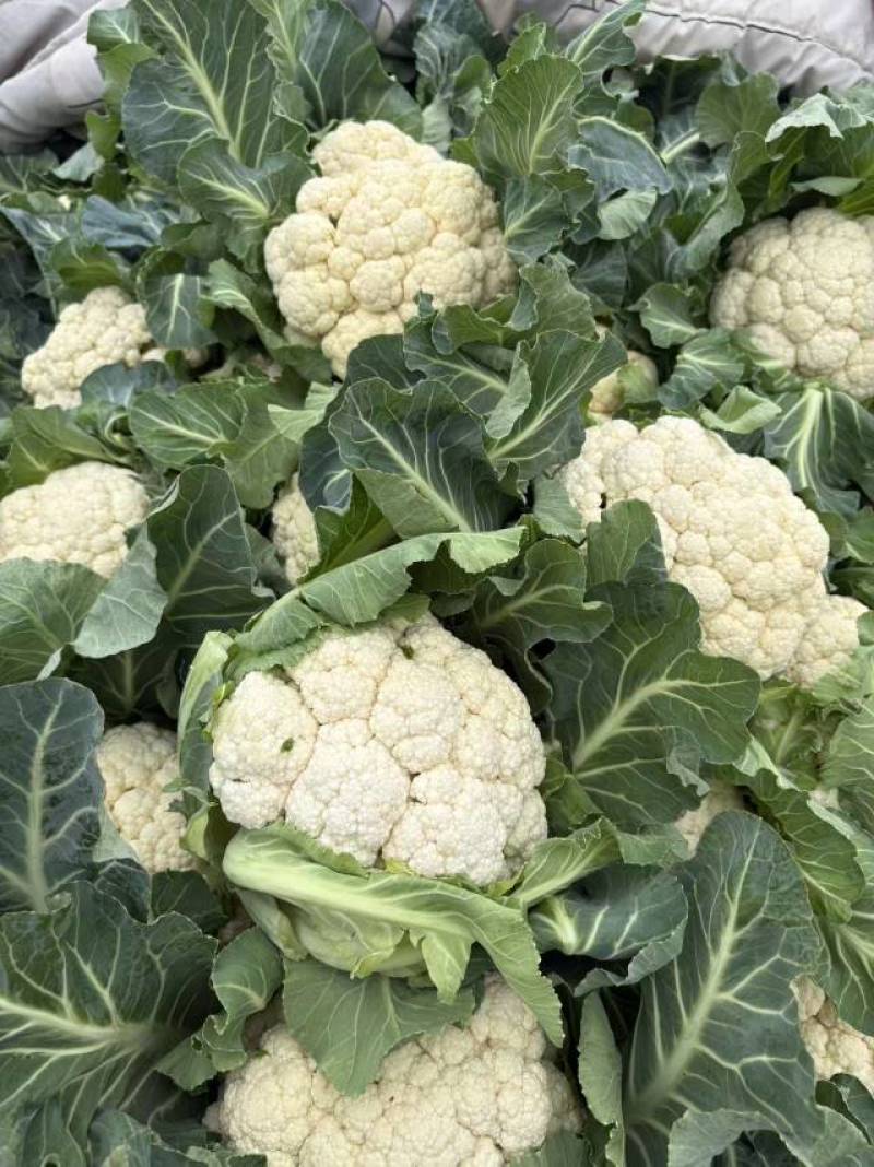 2026年3月花菜散花上市菜花散花非常漂亮