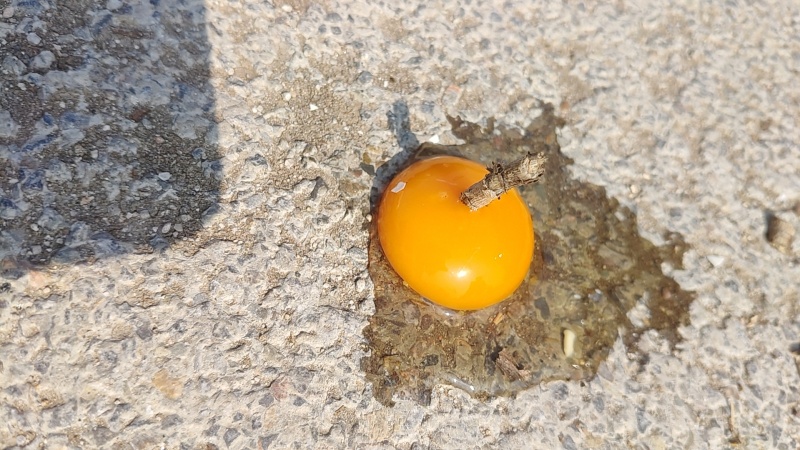 大厂，富硒虫草蛋