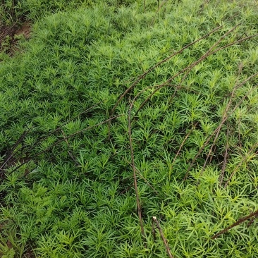 ，鄱阳湖野生黎蒿，纯野生，当地特产，长期