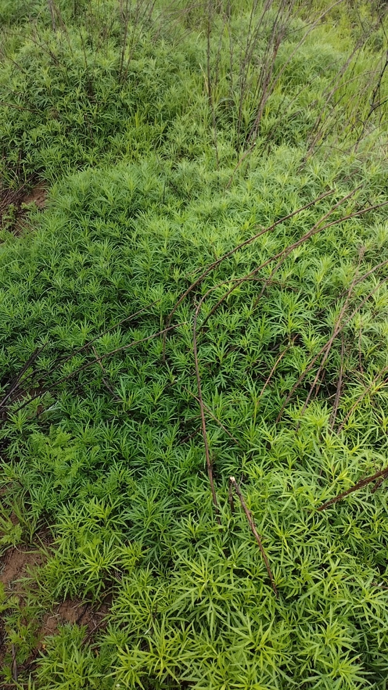 ，鄱阳湖野生黎蒿，纯野生，当地特产，长期