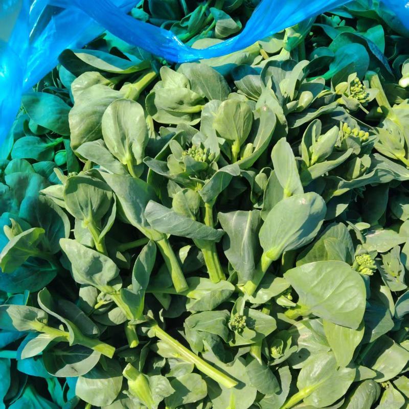 【推荐】青菜苔菜苔产地直发口感鲜嫩量大优惠