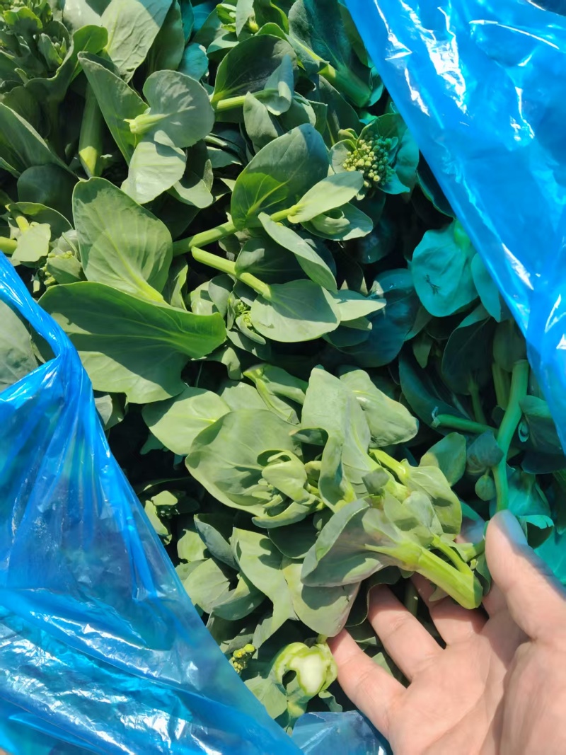 【推荐】青菜苔菜苔产地直发口感鲜嫩量大优惠