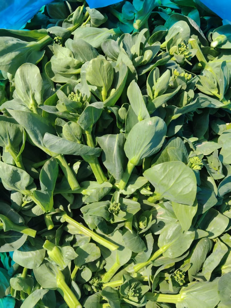 【推荐】青菜苔菜苔产地直发口感鲜嫩量大优惠