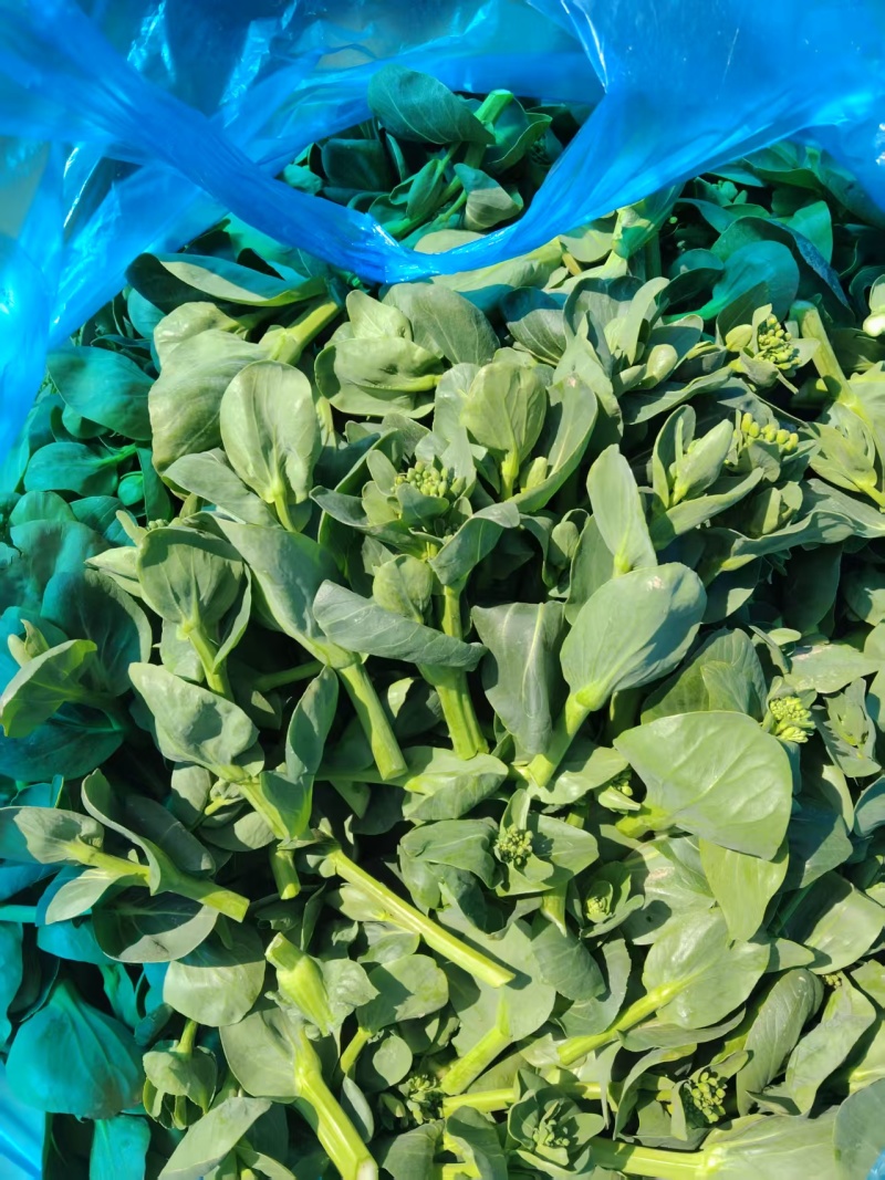 【推荐】青菜苔菜苔产地直发口感鲜嫩量大优惠