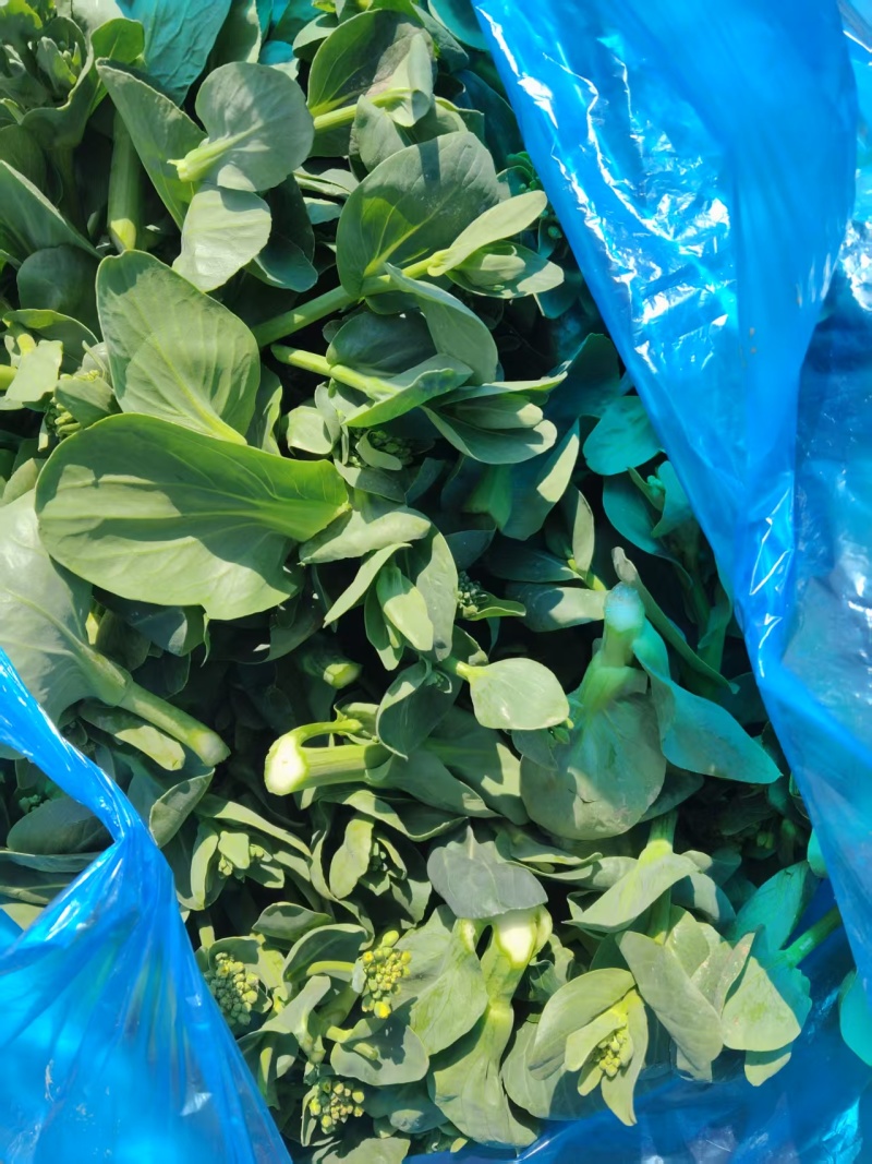 【精选】青菜苔精品菜苔产地直供按需包装对接全国