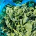 【精选】青菜苔精品菜苔产地直供按需包装对接全国
