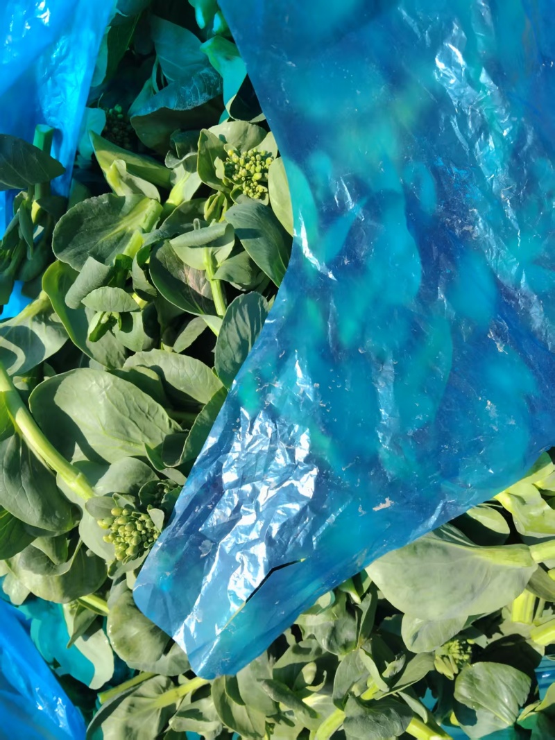 【精选】青菜苔精品菜苔产地直供按需包装对接全国