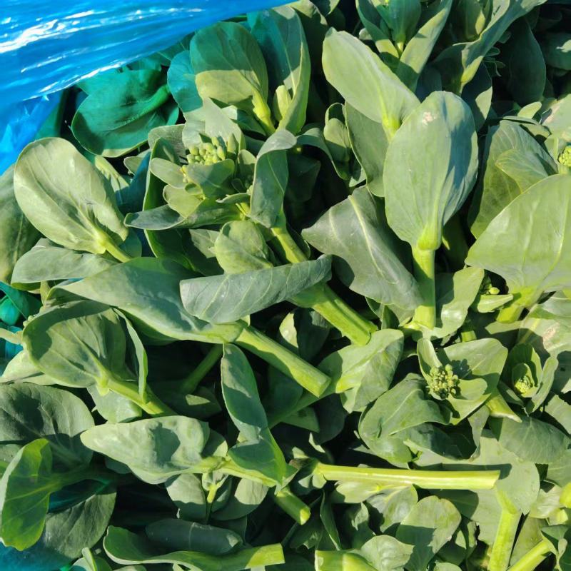 【实力推荐】青菜苔精品菜苔产地直发保质保量
