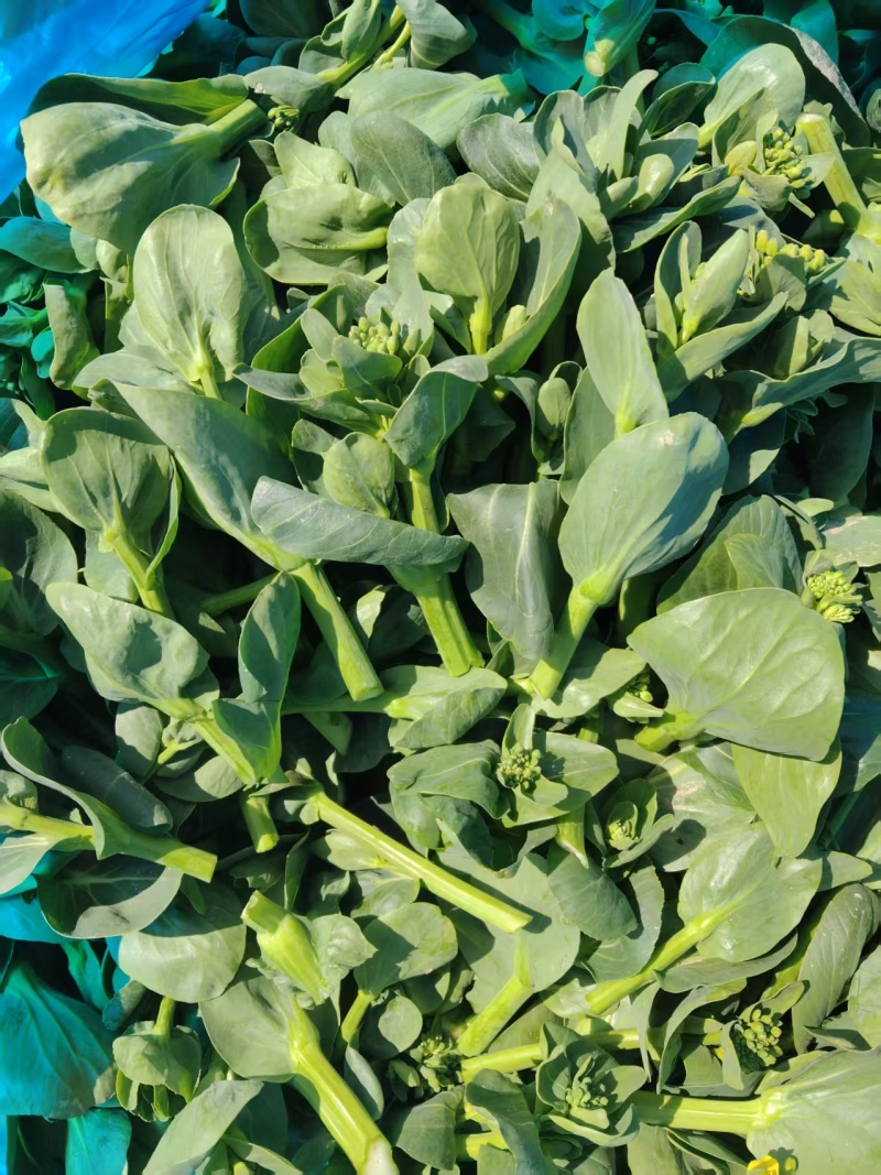 【实力推荐】青菜苔精品菜苔产地直发保质保量