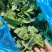 【实力推荐】青菜苔精品菜苔产地直发保质保量