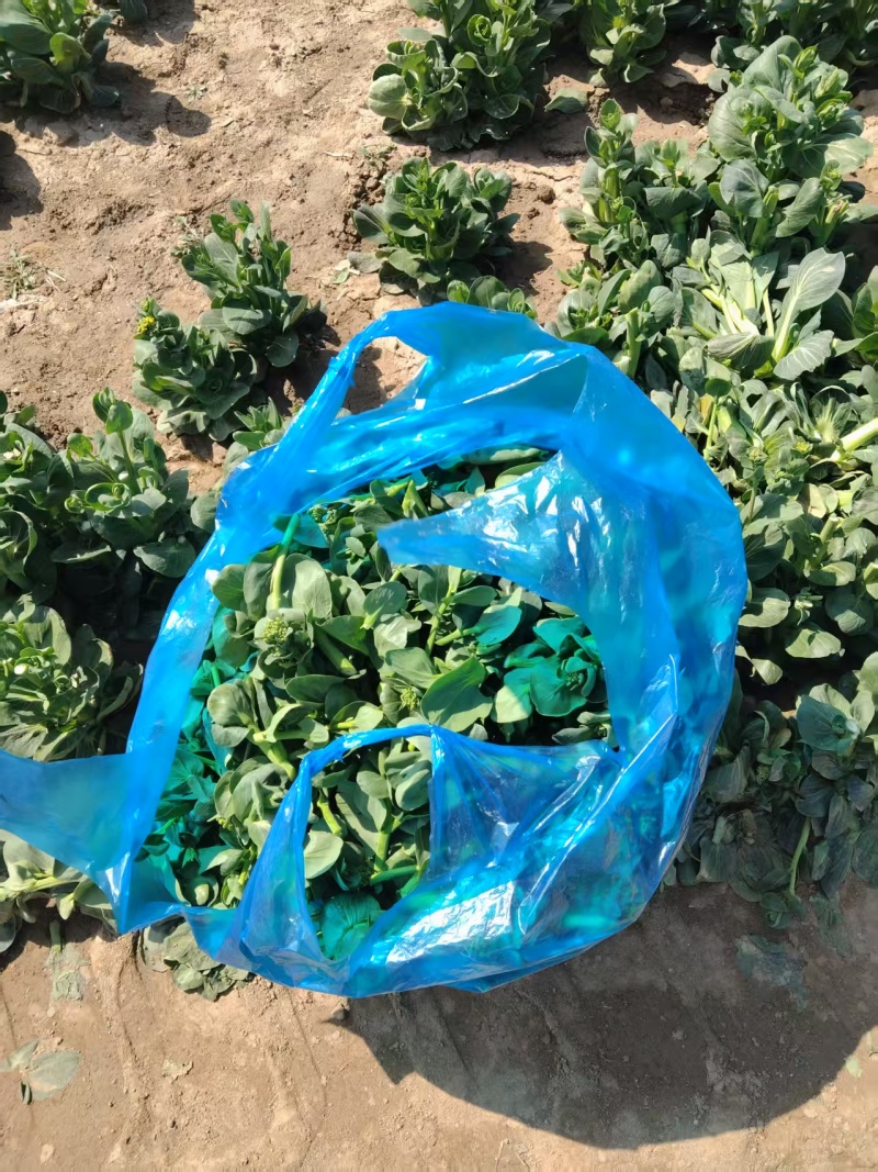 【实力推荐】青菜苔精品菜苔产地直发保质保量