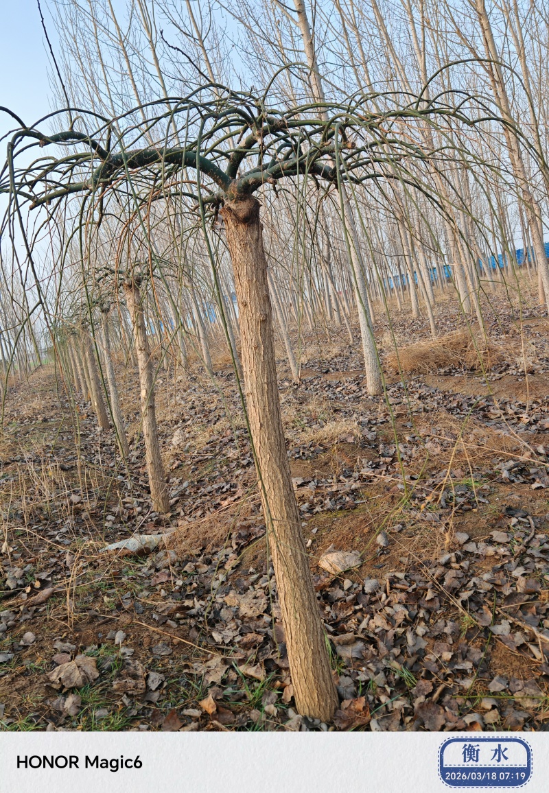 龙爪槐，6-12公分都有，数量几百棵，