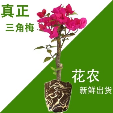 三角梅规格齐全提供发票