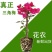 三角梅规格齐全提供发票