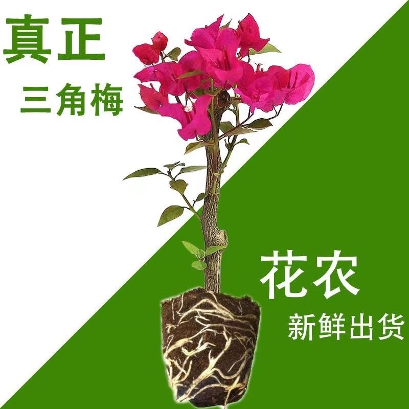 三角梅规格齐全提供发票