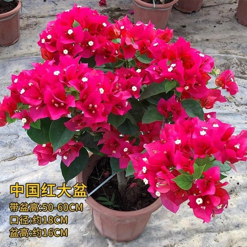 三角梅规格齐全提供发票