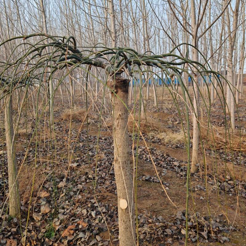 龙爪槐，6-12公分都有，数量几百棵，
