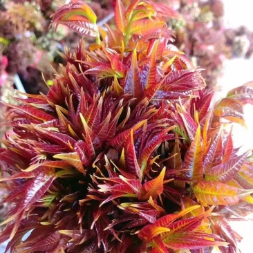 露天香椿芽