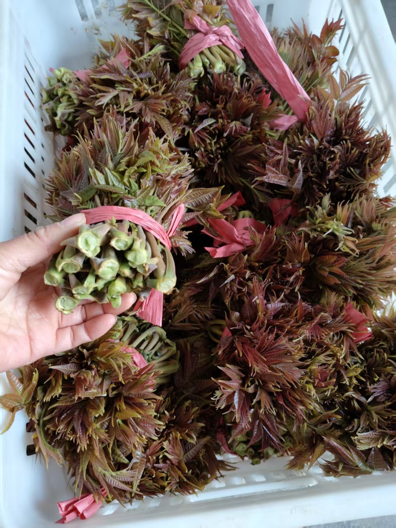 露天香椿芽