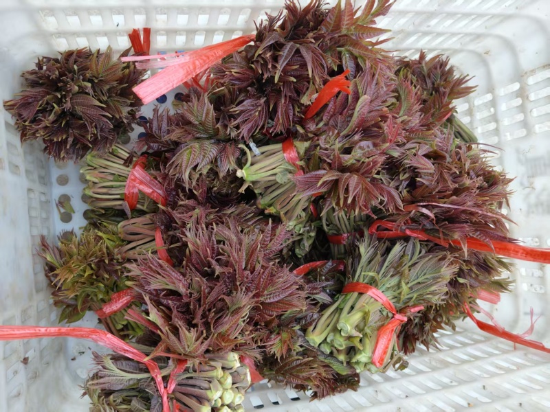 露天香椿芽