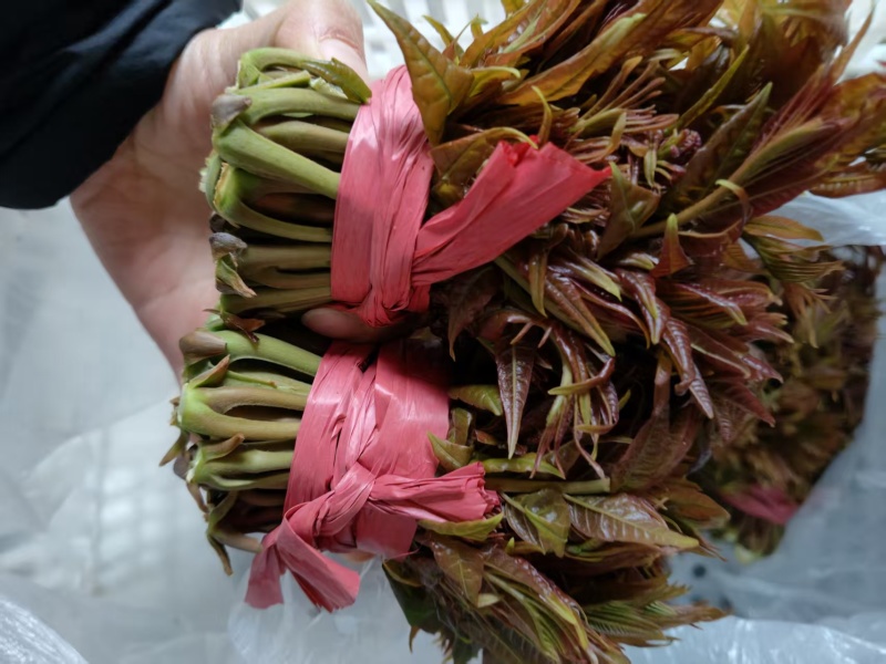 露天香椿芽