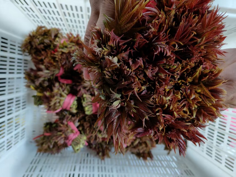 露天香椿芽