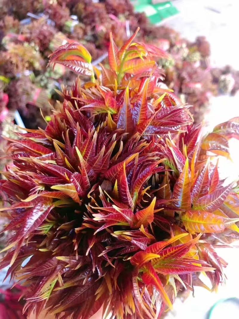 露天香椿芽