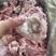 猪关节骨，关节骨
