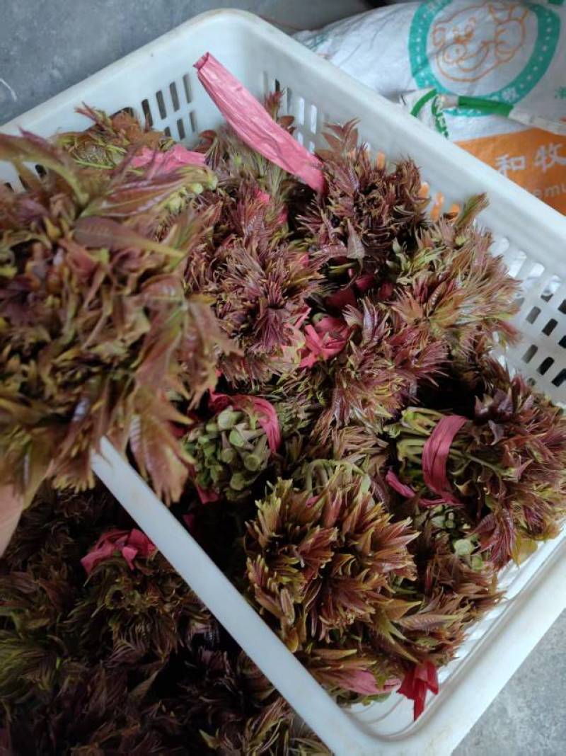 露天香椿