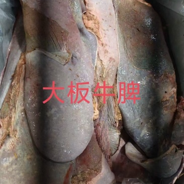饲料牛脾