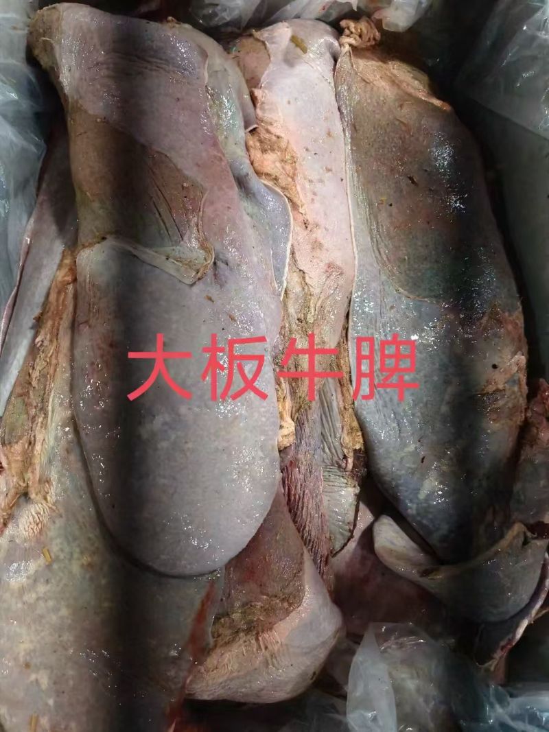 饲料牛脾
