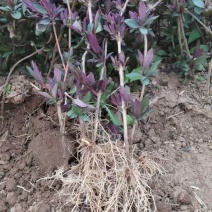 五采金银花苗