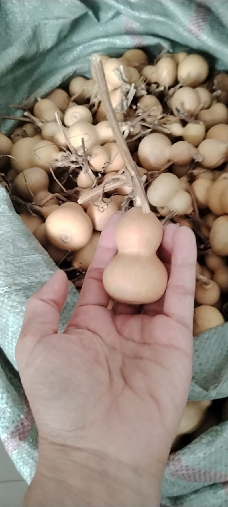 小美葫芦