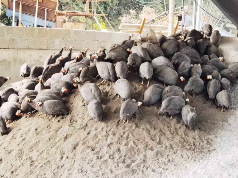 自家农场散养珍珠鸡稻谷喂跑地鸡生态养殖无抗品质保证