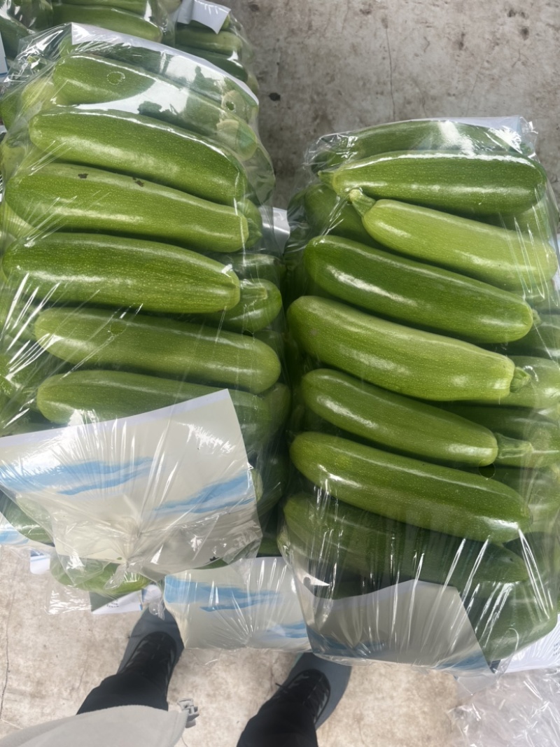 山东聊城精品油绿西葫芦大量上市中…