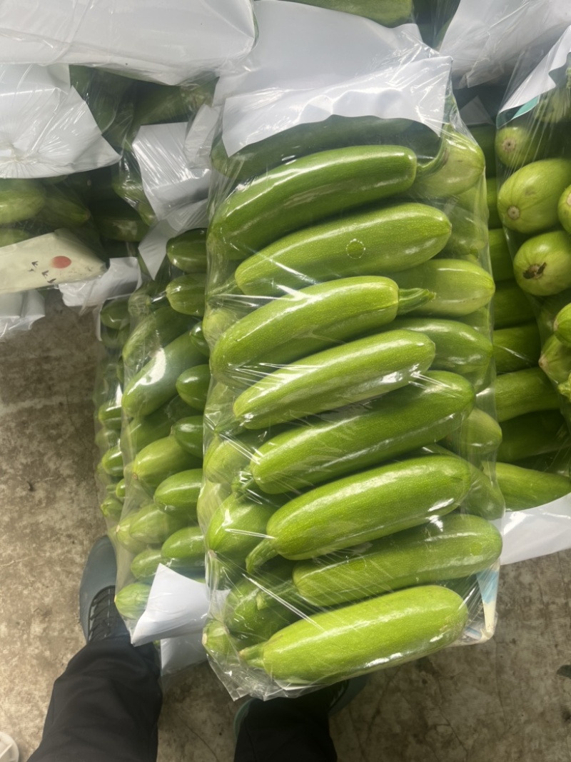 山东聊城精品油绿西葫芦大量上市中…