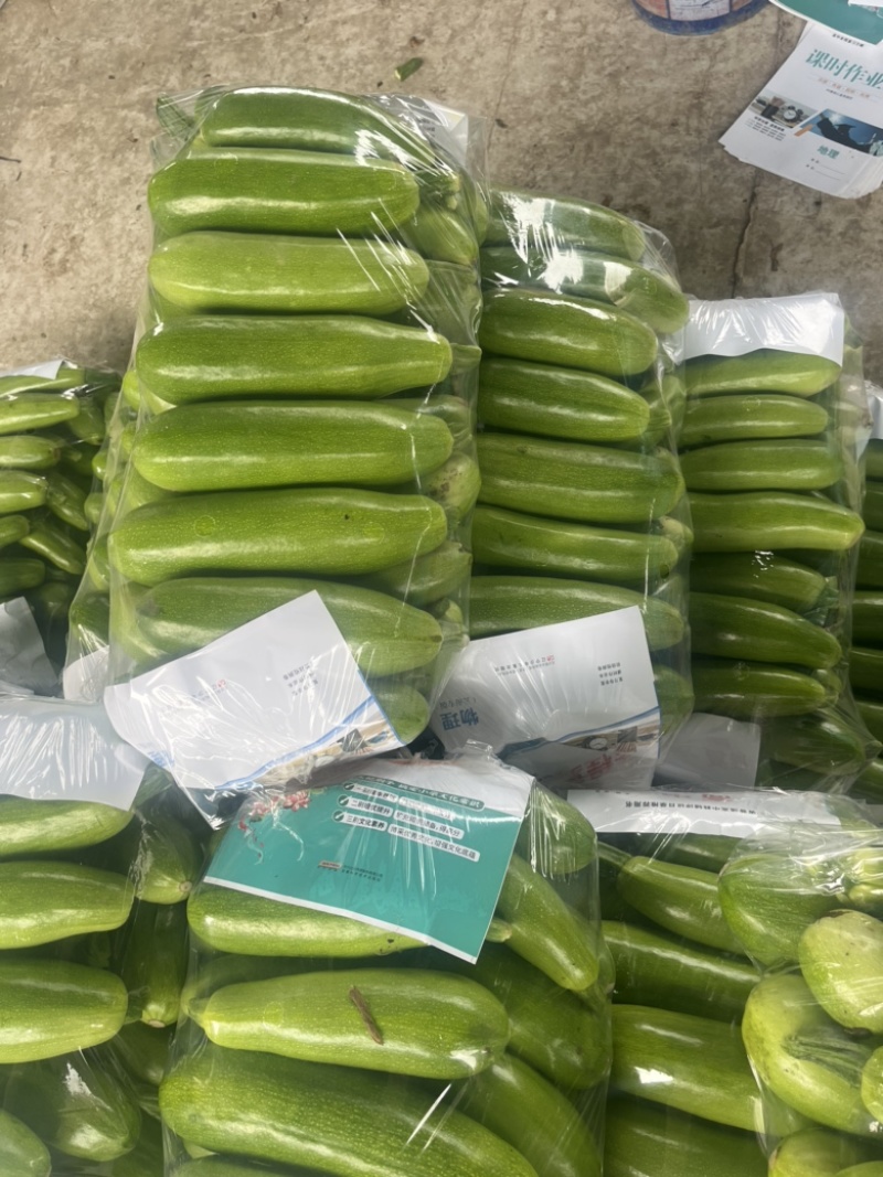 山东聊城精品油绿西葫芦大量上市中…