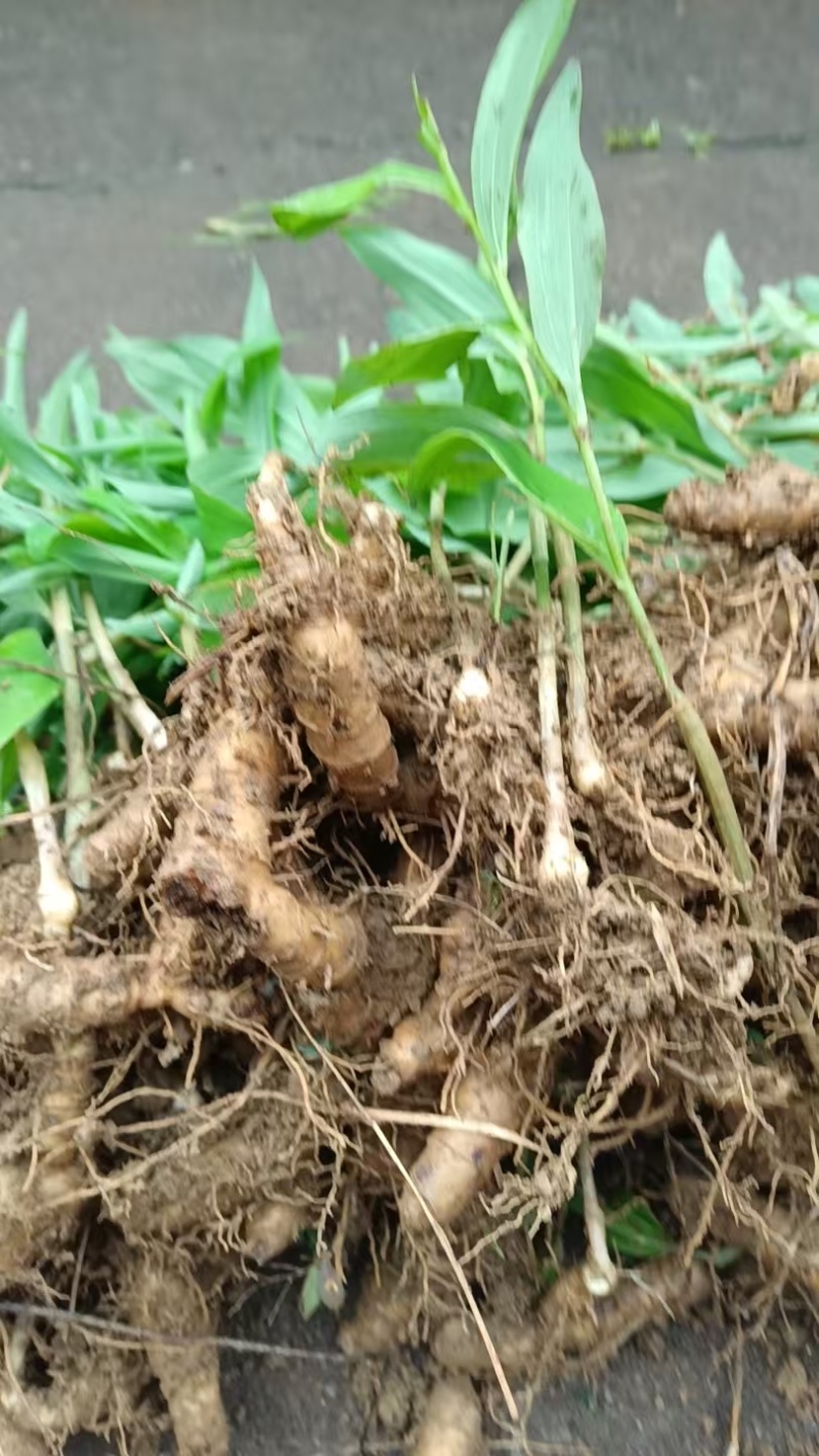 玉竹种苗