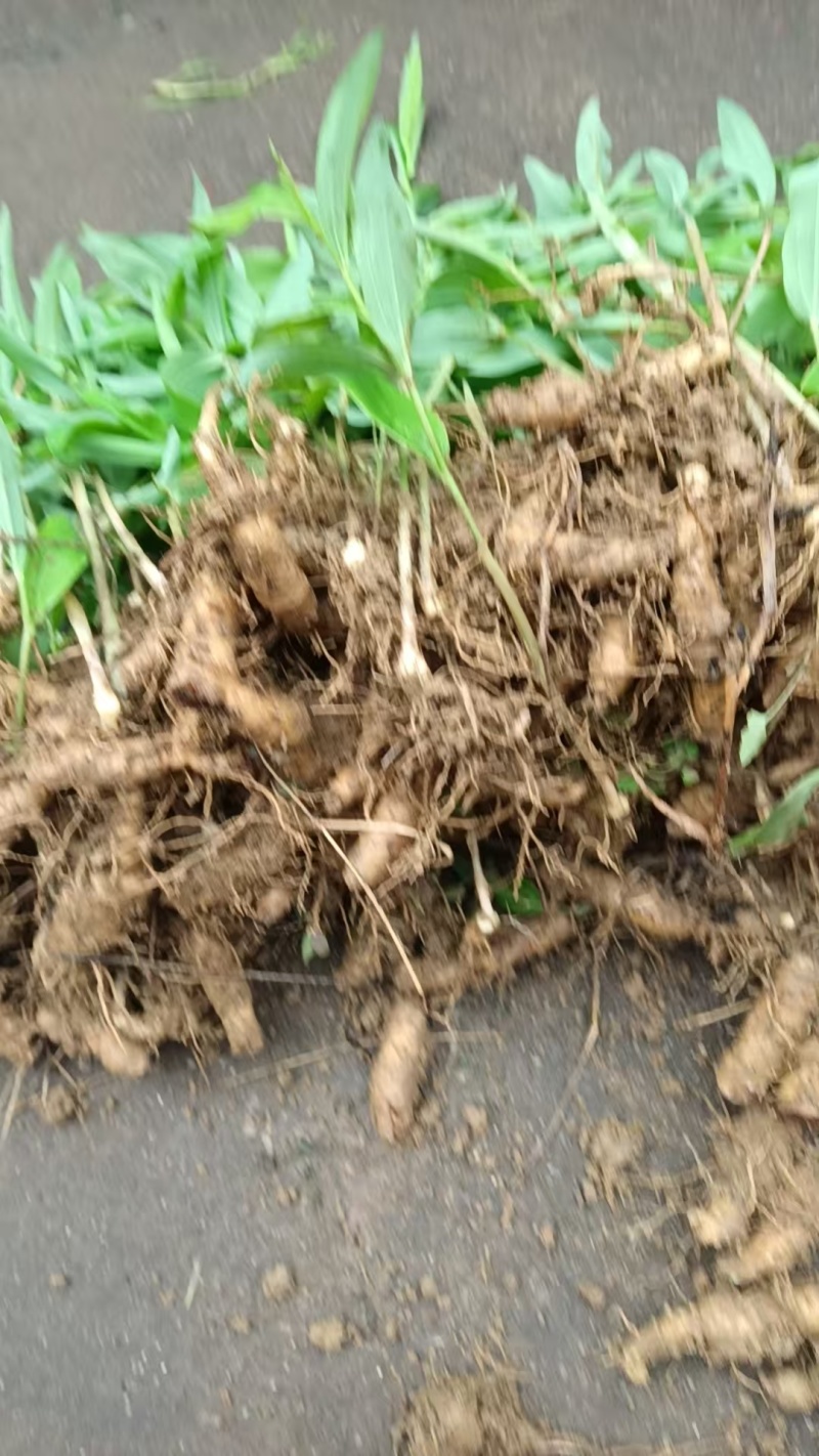 玉竹种苗