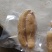 天麻泡菜