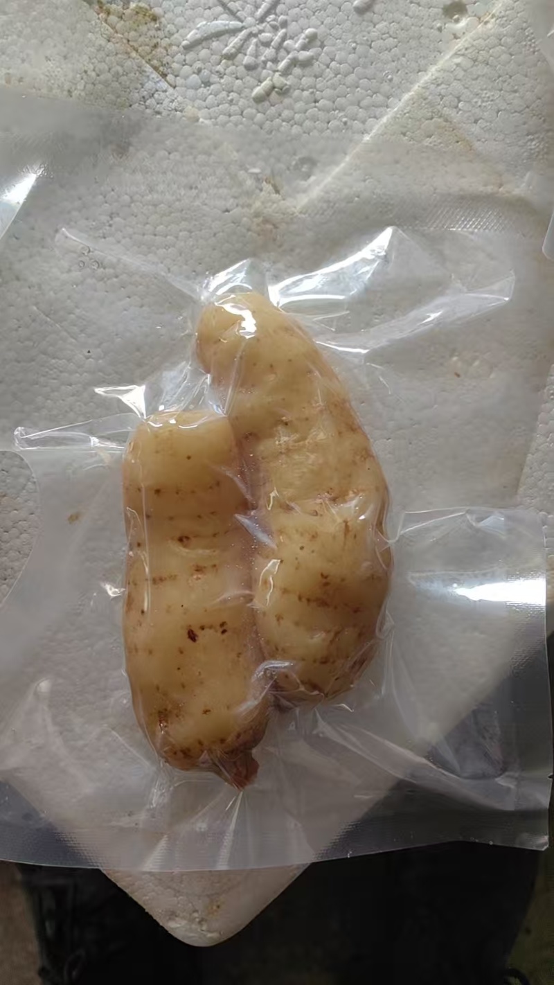 天麻泡菜