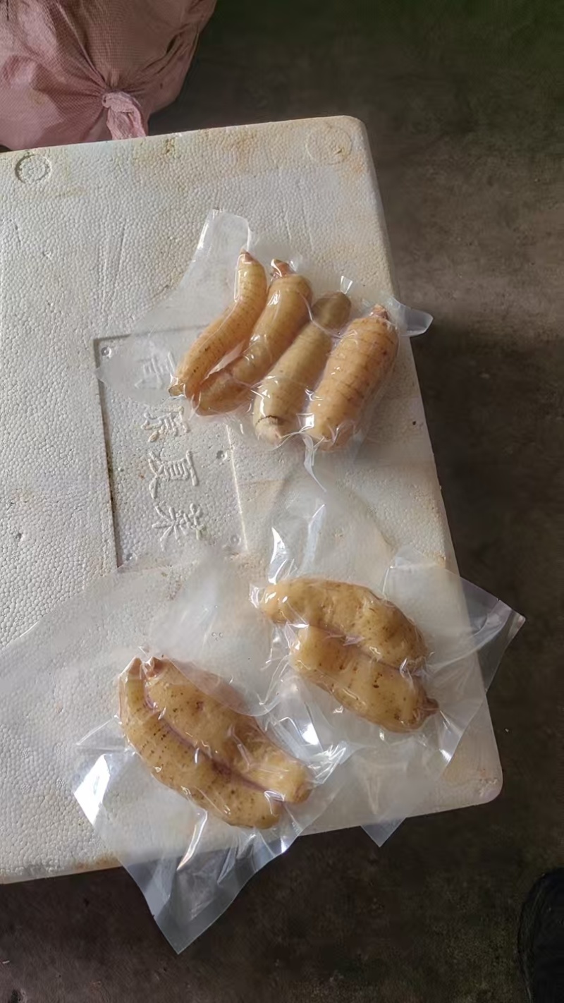 天麻泡菜