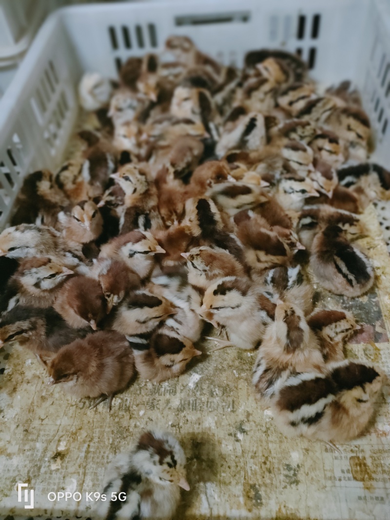 柴鸡苗，土鸡苗