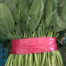 精品大叶菠菜**小菠菜大量上市中