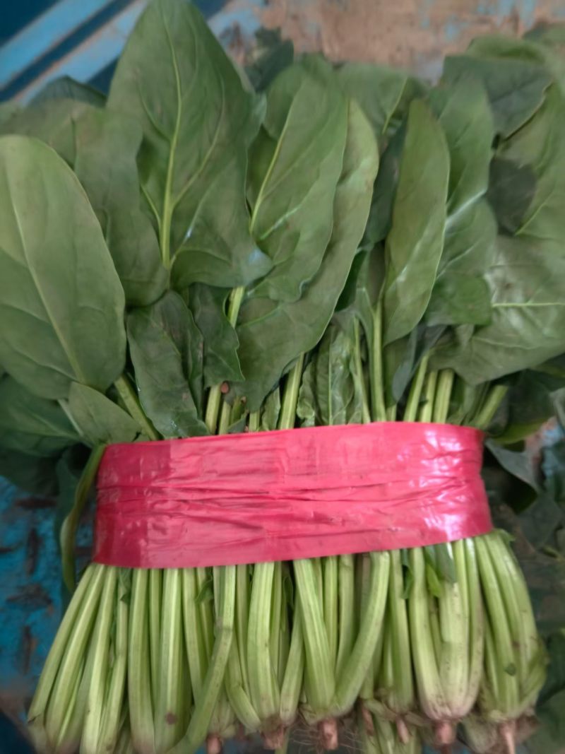 精品大叶菠菜**小菠菜大量上市中