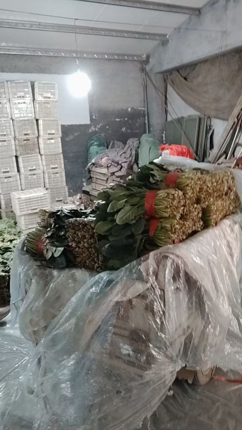 精品大叶菠菜**小菠菜大量上市中