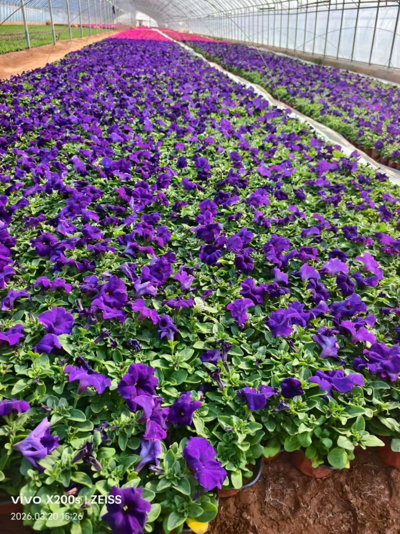 牵牛花盆栽千牛喇叭花带花苞双色盆基地直供欢迎联系订