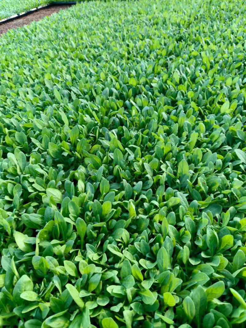 牵牛花盆栽千牛喇叭花带花苞双色盆基地直供欢迎联系订