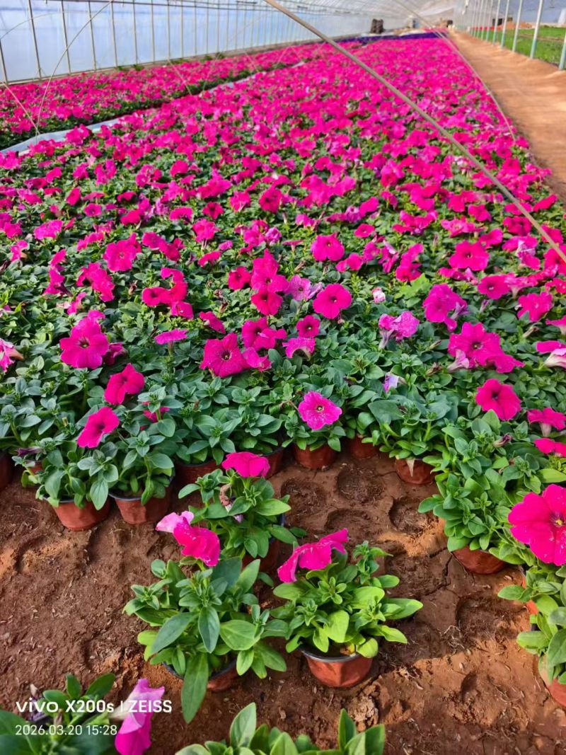 牵牛花盆栽千牛喇叭花带花苞双色盆基地直供欢迎联系订