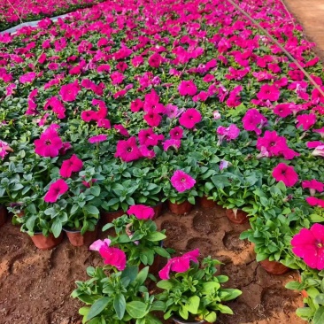 牵牛花盆栽千牛喇叭花带花苞双色盆基地直供欢迎联系订